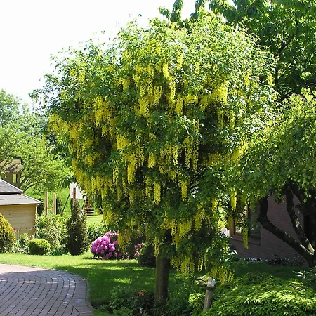 Evi Opp - Harmonie * Brodersdorf