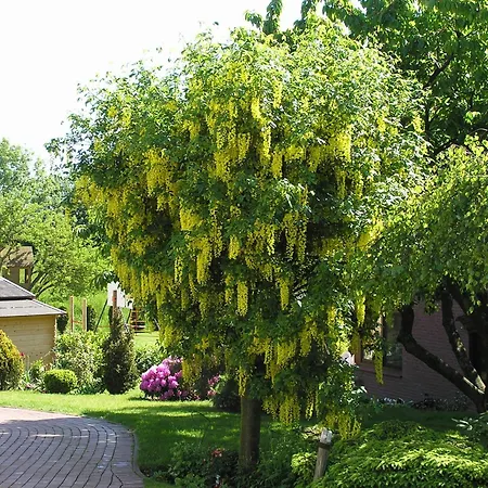 Evi Opp - Harmonie Apartmán *